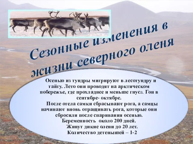 Сезонные изменения в жизни северного оленя Осенью из тундры мигрируют в лесотундру