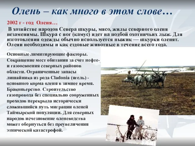 Олень – как много в этом слове… 2002 г - год Оленя…