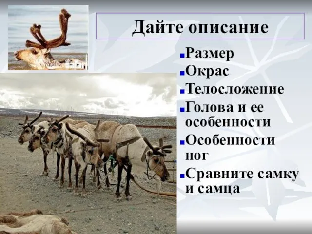 Дайте описание Размер Окрас Телосложение Голова и ее особенности Особенности ног Сравните самку и самца