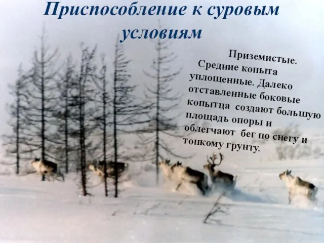 Приземистые. Средние копыта уплощенные. Далеко отставленные боковые копытца создают большую площадь опоры