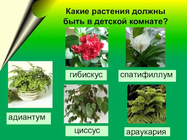 Какие растения должны быть в детской комнате? адиантум гибискус спатифиллум араукария циссус