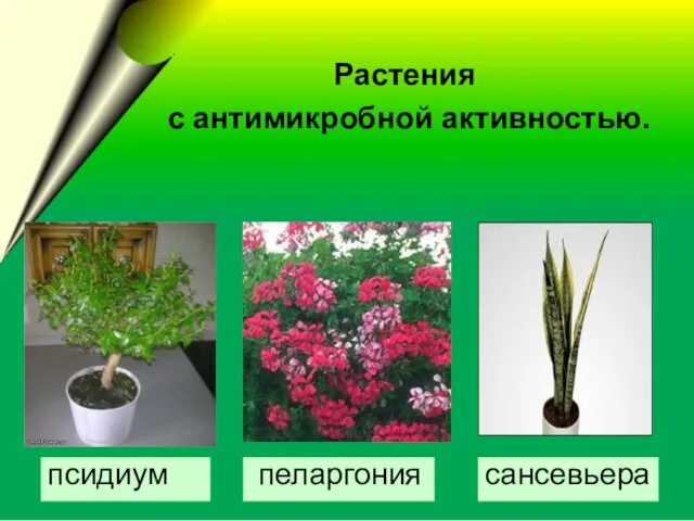 сансевьера пеларгония Растения с антимикробной активностью. псидиум