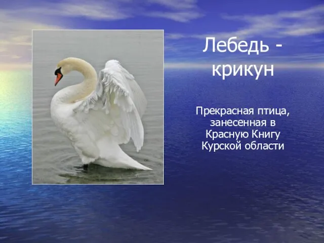 Лебедь - крикун Прекрасная птица, занесенная в Красную Книгу Курской области