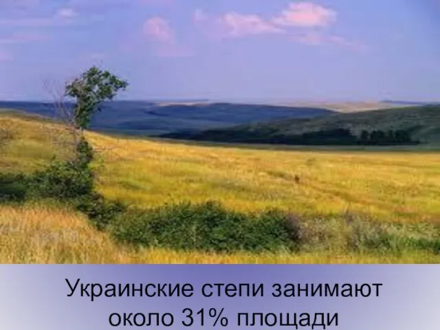 Украинские степи занимают около 31% площади