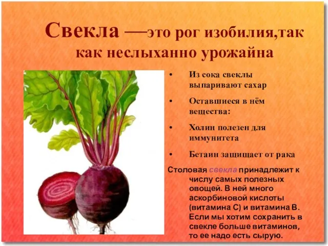 Свекла —это рог изобилия,так как неслыханно урожайна Из сока свеклы выпаривают сахар