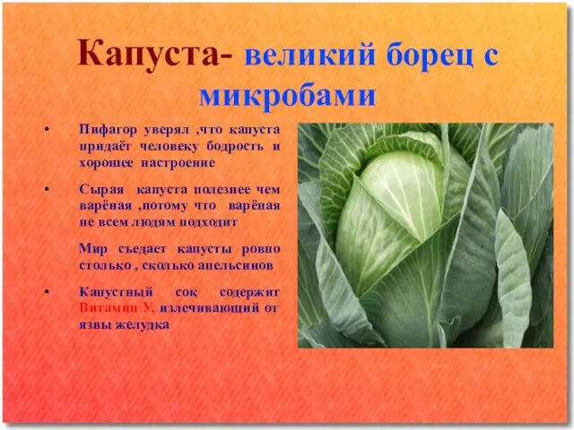 Капуста- великий борец с микробами Пифагор уверял ,что капуста придаёт человеку бодрость