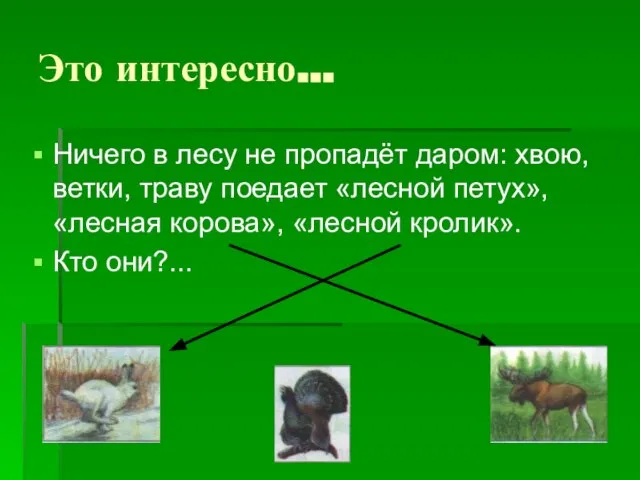 Это интересно… Ничего в лесу не пропадёт даром: хвою, ветки, траву поедает