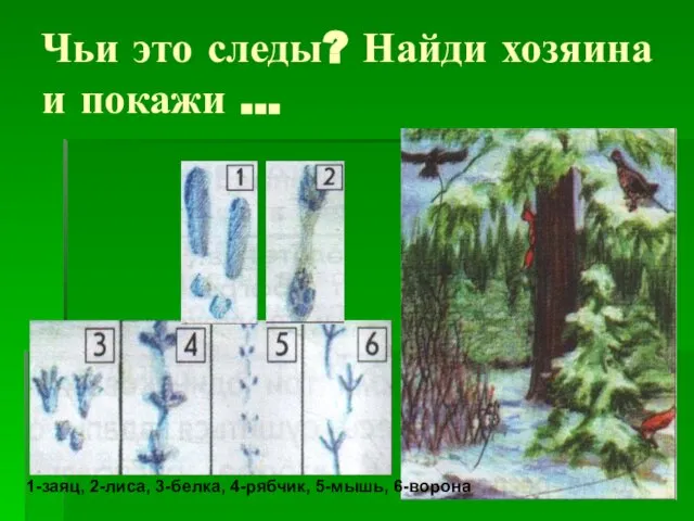 Чьи это следы? Найди хозяина и покажи … 1-заяц, 2-лиса, 3-белка, 4-рябчик, 5-мышь, 6-ворона