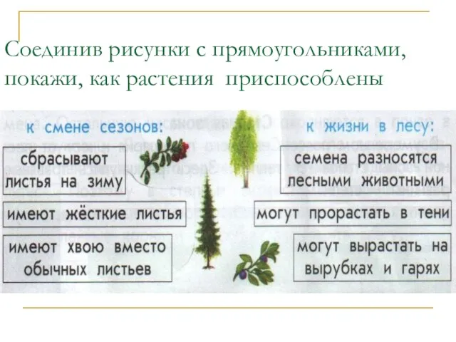 Соединив рисунки с прямоугольниками, покажи, как растения приспособлены