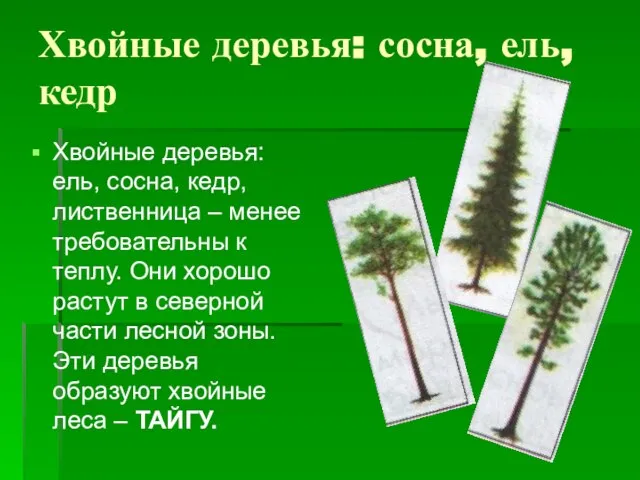 Хвойные деревья: сосна, ель, кедр Хвойные деревья: ель, сосна, кедр, лиственница –