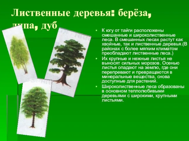 Лиственные деревья: берёза, липа, дуб К югу от тайги расположены смешанные и