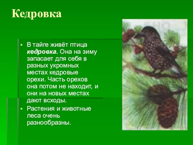 Кедровка В тайге живёт птица кедровка. Она на зиму запасает для себя