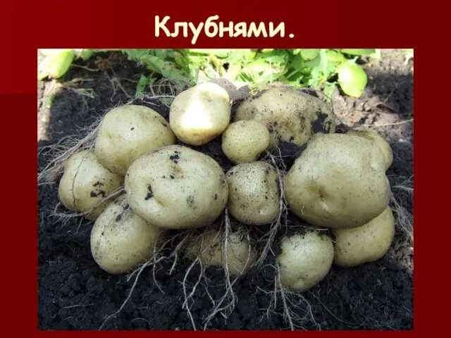 Клубнями.