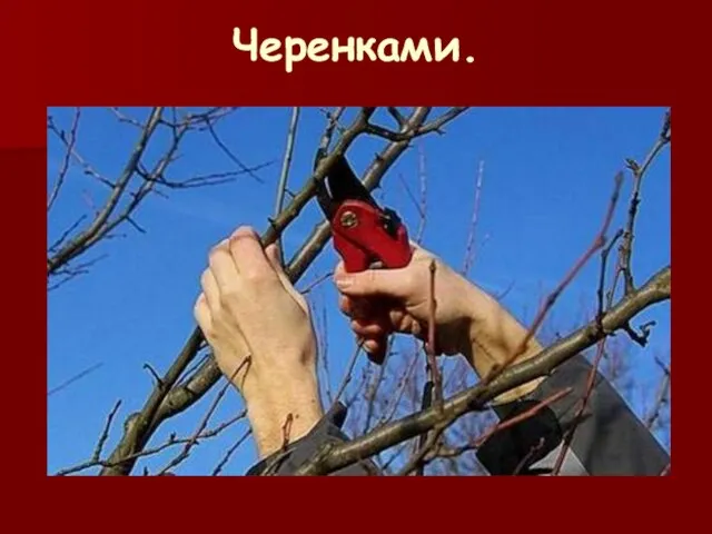 Черенками.