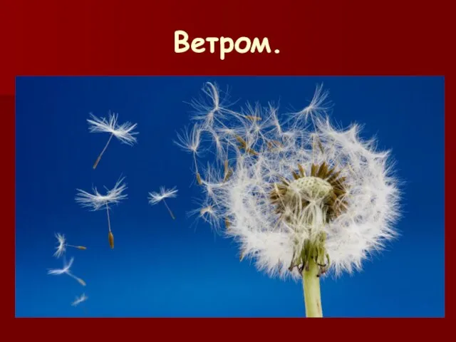 Ветром.