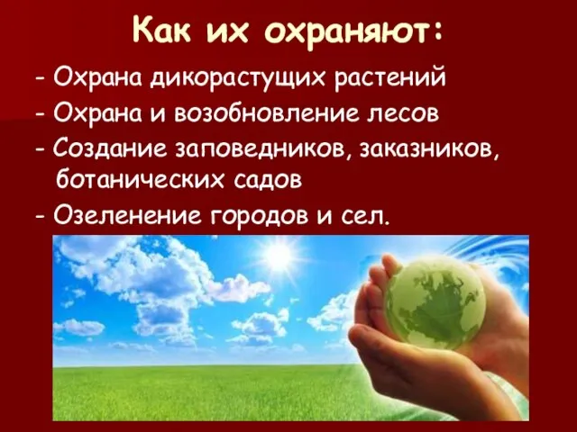 Как их охраняют: - Охрана дикорастущих растений - Охрана и возобновление лесов