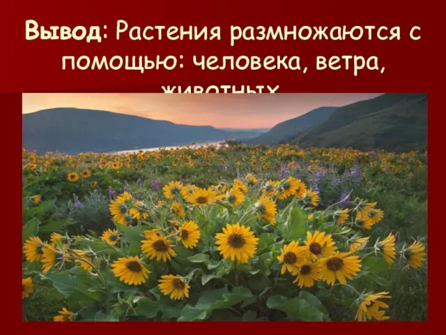 Вывод: Растения размножаются с помощью: человека, ветра, животных.