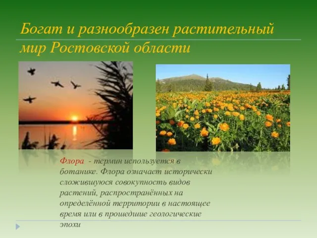 Богат и разнообразен растительный мир Ростовской области Флора - термин используется в