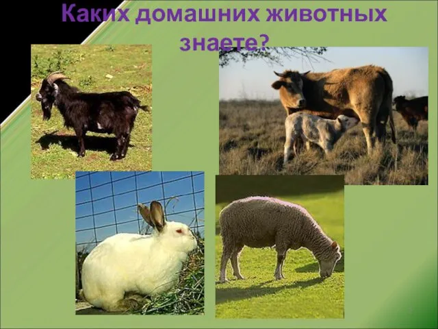 Каких домашних животных знаете?