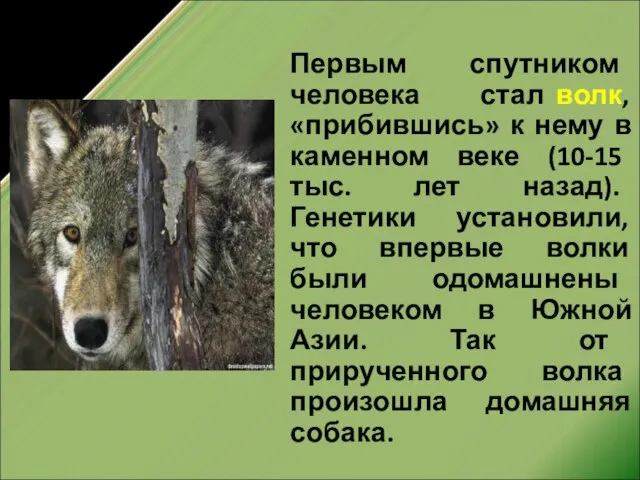Первым спутником человека стал волк, «прибившись» к нему в каменном веке (10-15