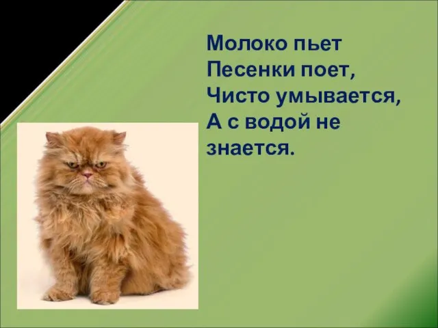 Молоко пьет Песенки поет, Чисто умывается, А с водой не знается.