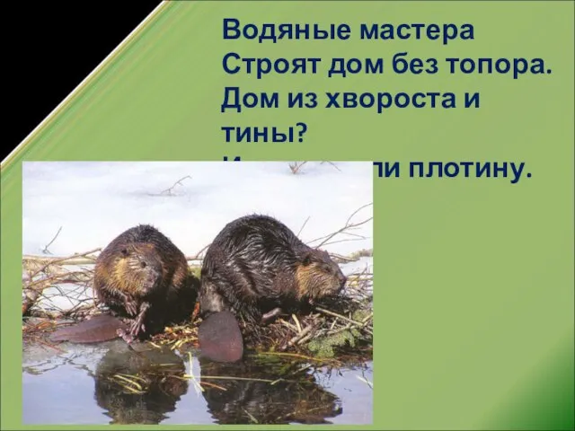 Водяные мастера Строят дом без топора. Дом из хвороста и тины? И построили плотину.