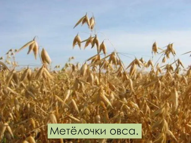 Метёлочки овса.