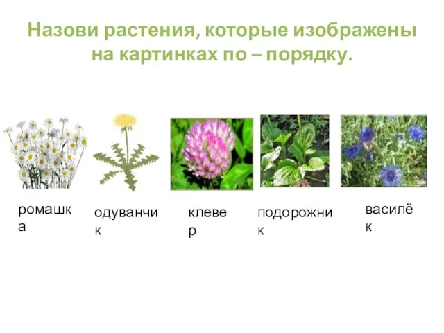Назови растения, которые изображены на картинках по – порядку. ромашка одуванчик клевер подорожник василёк