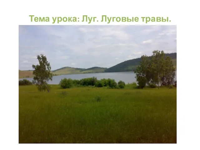 Тема урока: Луг. Луговые травы.