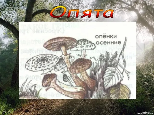 Опята