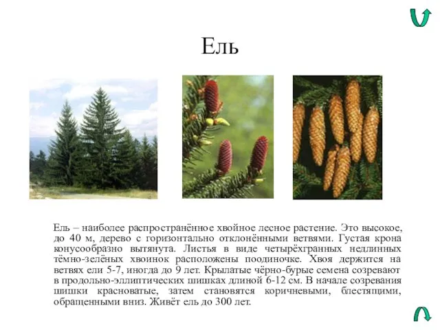 Ель Ель – наиболее распространённое хвойное лесное растение. Это высокое, до 40