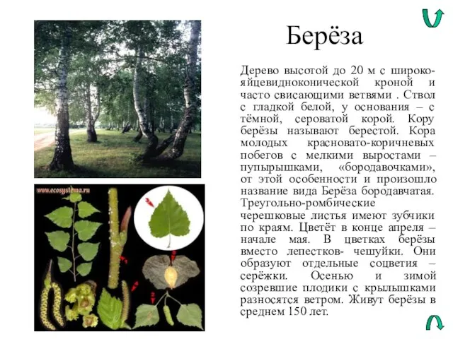 Берёза Дерево высотой до 20 м с широко-яйцевидноконической кроной и часто свисающими