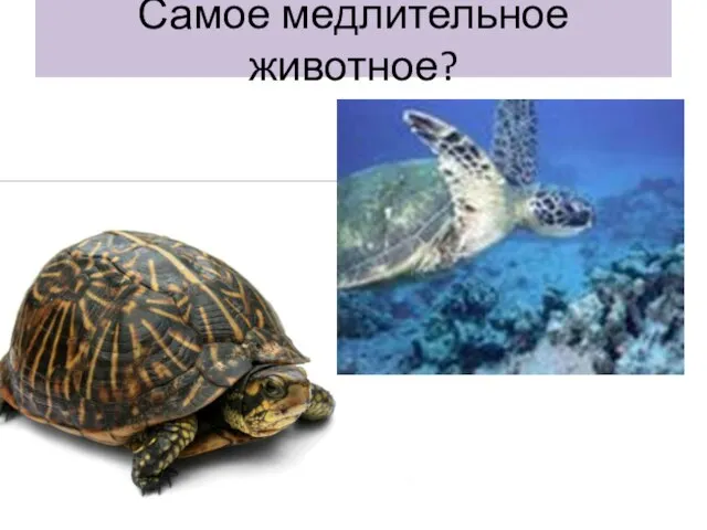 Самое медлительное животное?