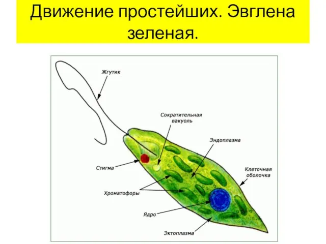 Движение простейших. Эвглена зеленая.