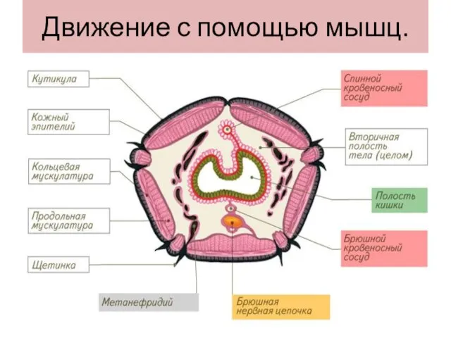 Движение с помощью мышц.