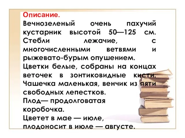 Описание. Вечнозеленый очень пахучий кустарник высотой 50—125 см. Стебли лежачие, с многочисленными