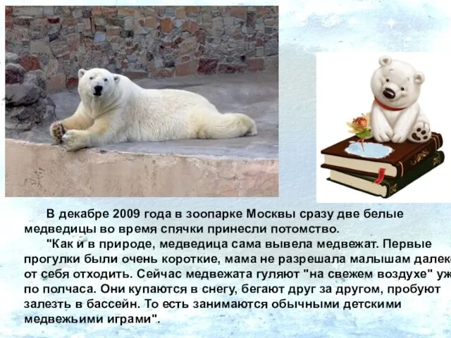 В декабре 2009 года в зоопарке Москвы сразу две белые медведицы во