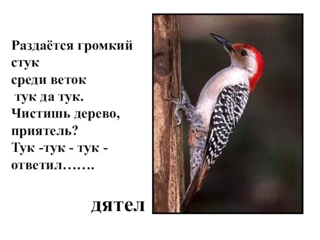 Раздаётся громкий стук среди веток тук да тук. Чистишь дерево, приятель? Тук