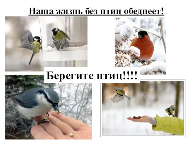 Наша жизнь без птиц обеднеет! Берегите птиц!!!!