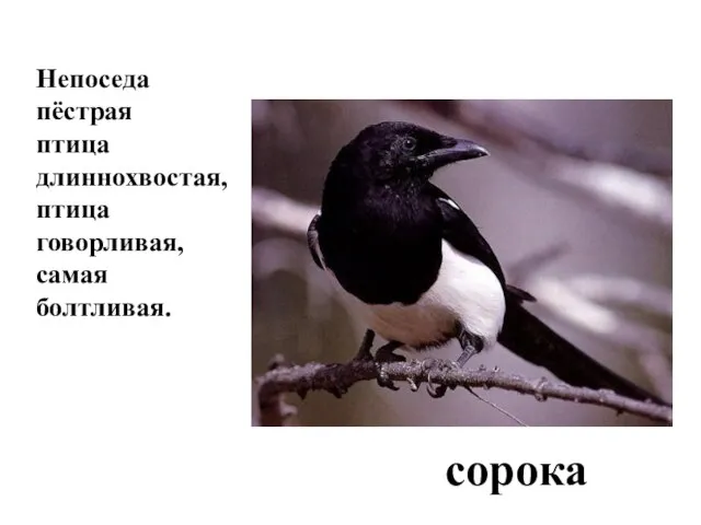 Непоседа пёстрая птица длиннохвостая, птица говорливая, самая болтливая. сорока