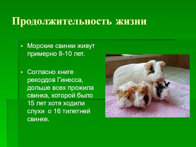 Продолжительность жизни Морские свинки живут примерно 8-10 лет. Согласно книге рекордов Гинесса,