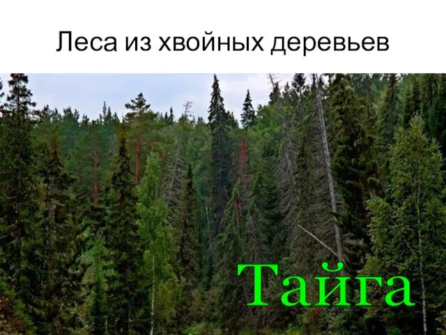 Леса из хвойных деревьев Тайга