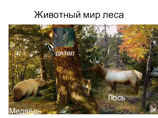 Животный мир леса Лось Медведь дятел