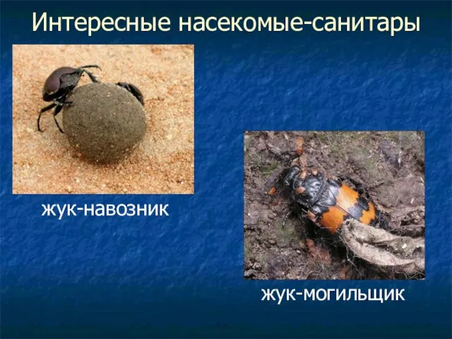 Интересные насекомые-санитары жук-навозник жук-могильщик