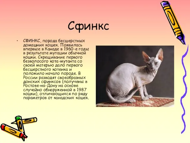 Сфинкс СФИНКС, порода бесшерстных домашних кошек. Появилась впервые в Канаде в 1960-е