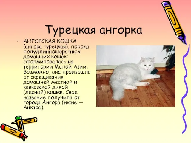Турецкая ангорка АНГОРСКАЯ КОШКА (ангора турецкая), порода полудлинношерстных домашних кошек; сформировалась на