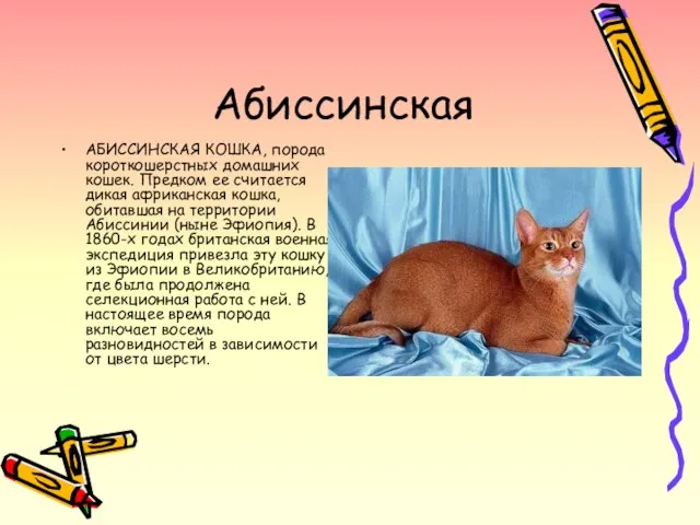 Абиссинская АБИССИНСКАЯ КОШКА, порода короткошерстных домашних кошек. Предком ее считается дикая африканская