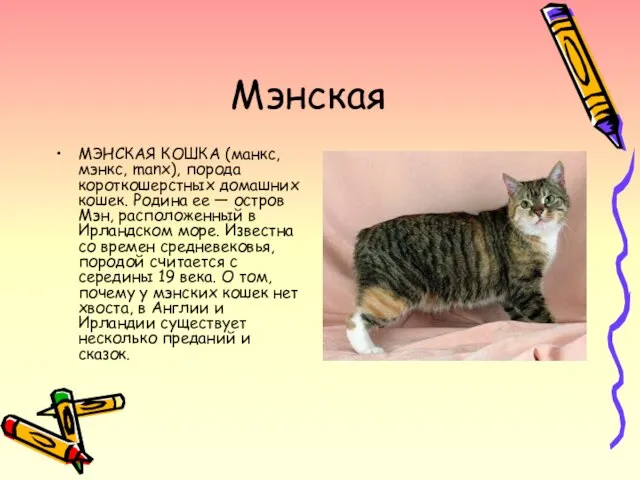 Мэнская МЭНСКАЯ КОШКА (манкс, мэнкс, manx), порода короткошерстных домашних кошек. Родина ее