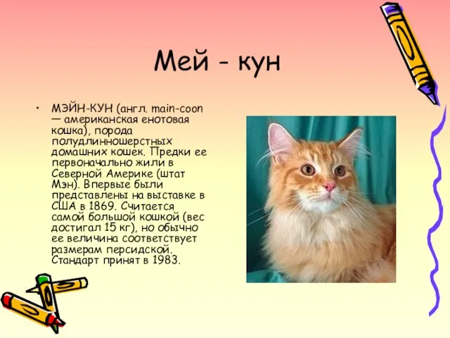 Мей - кун МЭЙН-КУН (англ. main-coon — американская енотовая кошка), порода полудлинношерстных