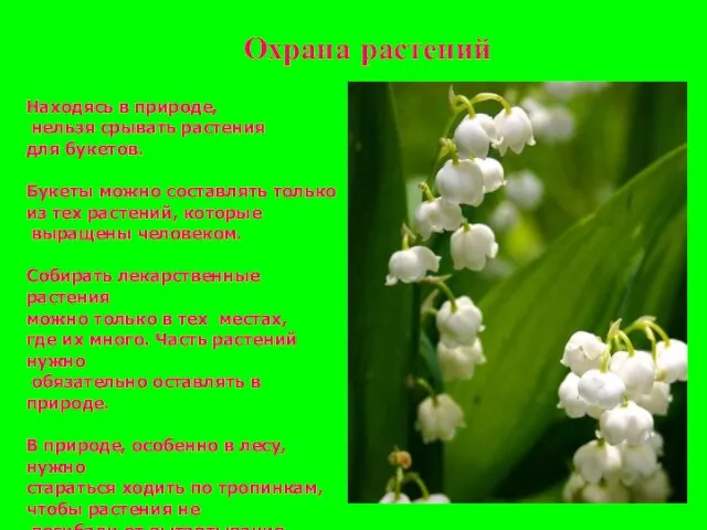 Охрана растений Находясь в природе, нельзя срывать растения для букетов. Букеты можно